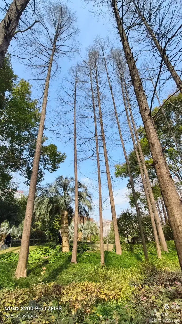 散步寻觅新线路:五原路→→华山绿地4000步x2